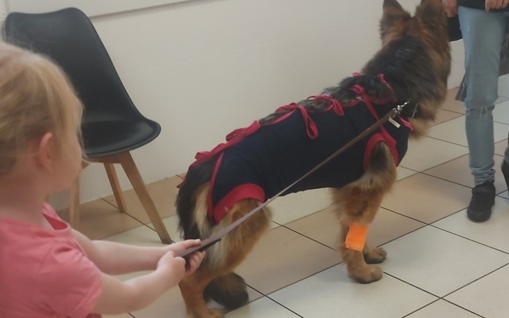 Dziecko prowadzące psa na smyczy, w przyjaznym otoczeniu.