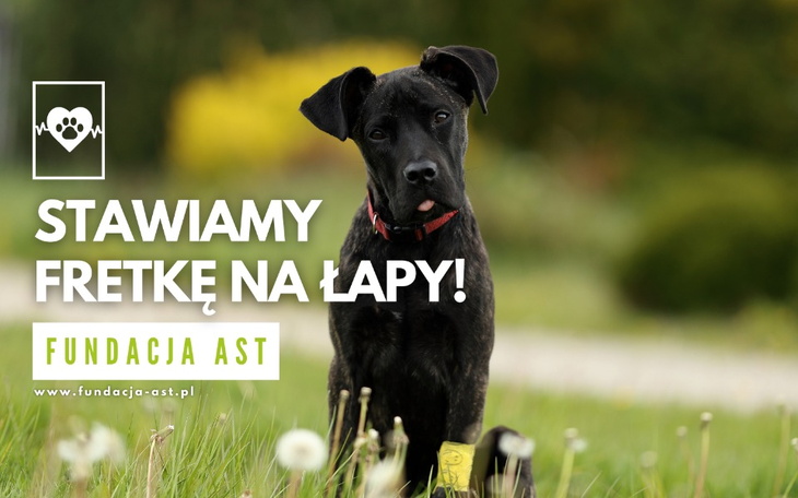 Zbiórka Stawiamy Fretkę na łapy - zdjęcie główne