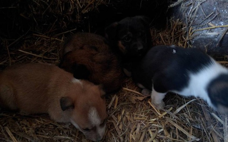 Zbiórka Wyrzucone na śmierć - zdjęcie główne