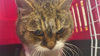 Zbiórka Pomóż nam uratować Misie - miniaturka zdjęcia