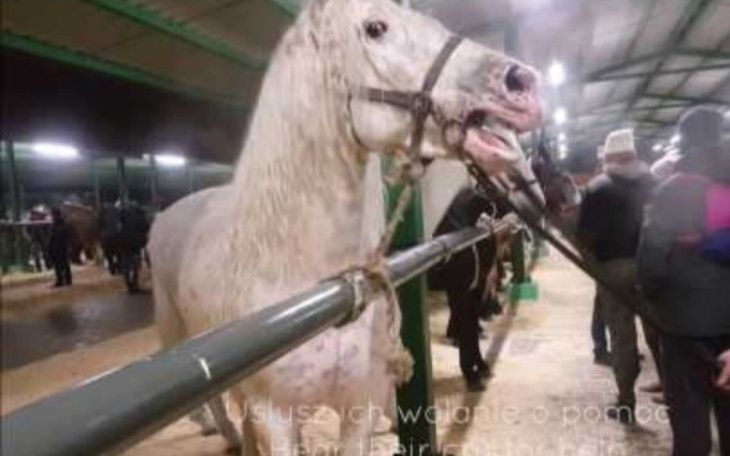 Zbiórka Ratujmy konie ze Skaryszewa - zdjęcie główne