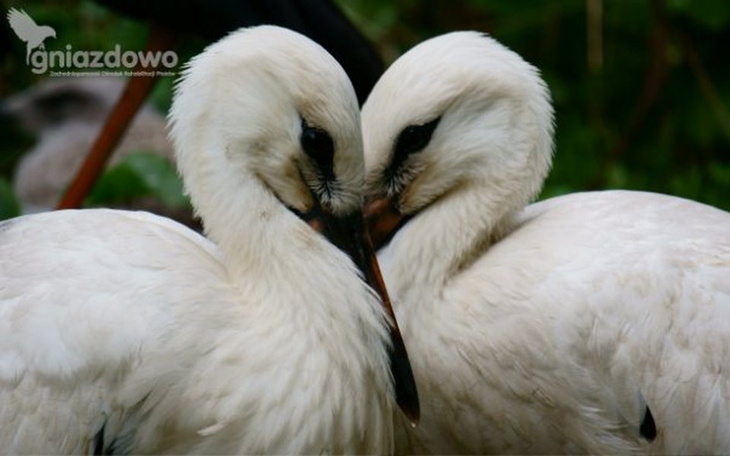 Zbiórka Ośrodek Rehabilitacji Ptaków - zdjęcie główne