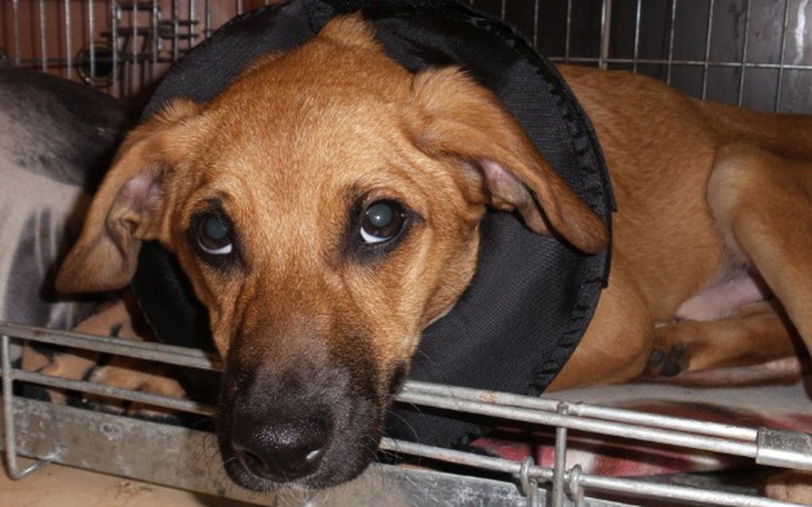 Smutny pies w kołnierzu ochronnym, czekający na wyzdrowienie.