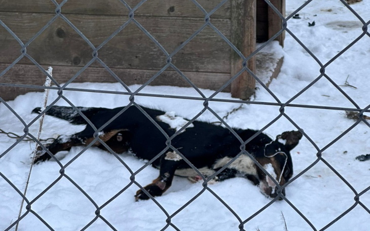 Pies leżący na śniegu, wygląda na zmęczonego.