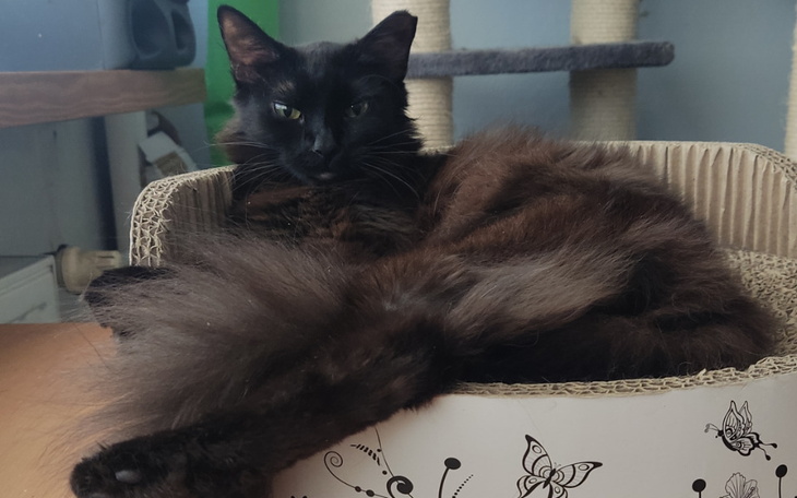 Zbiórka Mara walczy o życie - zdjęcie główne