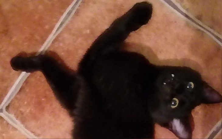 Zbiórka Ciumek ze zwichniętym biodrem - zdjęcie główne