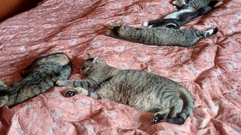 Zbiórka Kocia rodzina - miniaturka zdjęcia