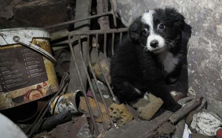 Mały szczeniak siedzi w zagraconym pomieszczeniu, wygląda na zagubionego.