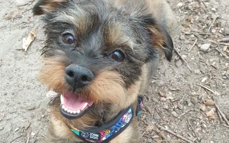 Zbiórka Operacja zerwanego więzadła Jess - zdjęcie główne