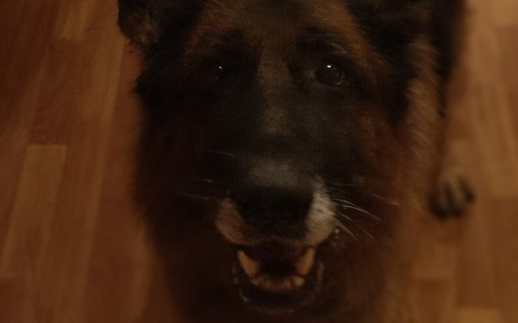 Zbiórka Na leczenie owczarka - zdjęcie główne