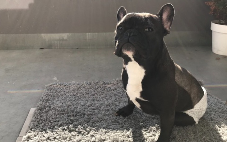 Zbiórka Pomagamy HUGO - zdjęcie główne