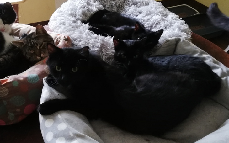 Zbiórka Książki, książeczki Kiermasz 3 - zdjęcie główne