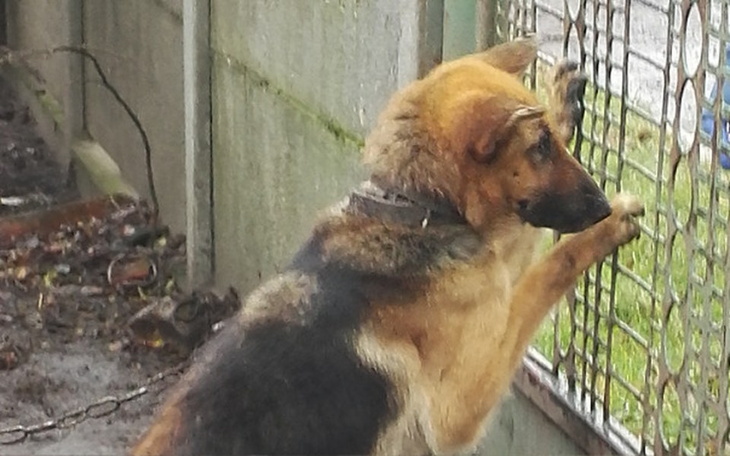 Zbiórka szansa na nowe życie dla SZILI - zdjęcie główne