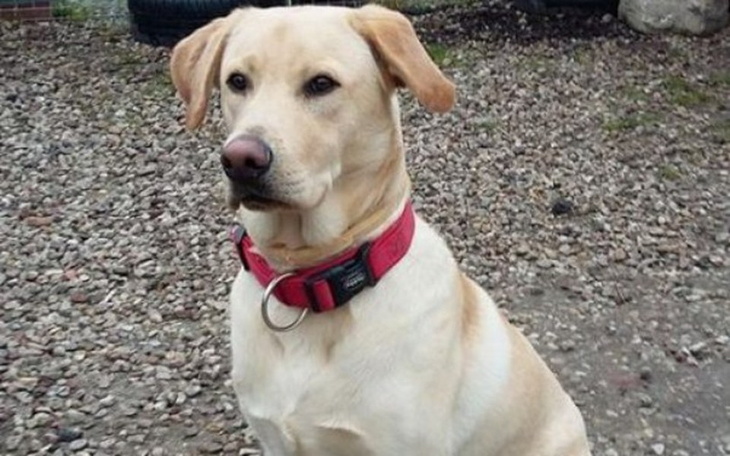 Zbiórka Nie bądź taki, daj na psiaki! - zdjęcie główne