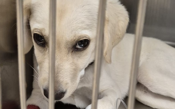 Zbiórka Szczeniak kabla umiera na parwo - zdjęcie główne