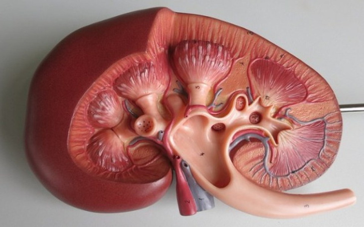 Zbiórka nerka - zdjęcie główne