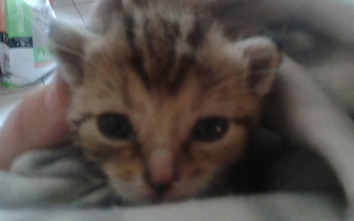 Mały kotek owinięty w koc, szukający ciepła i opieki.