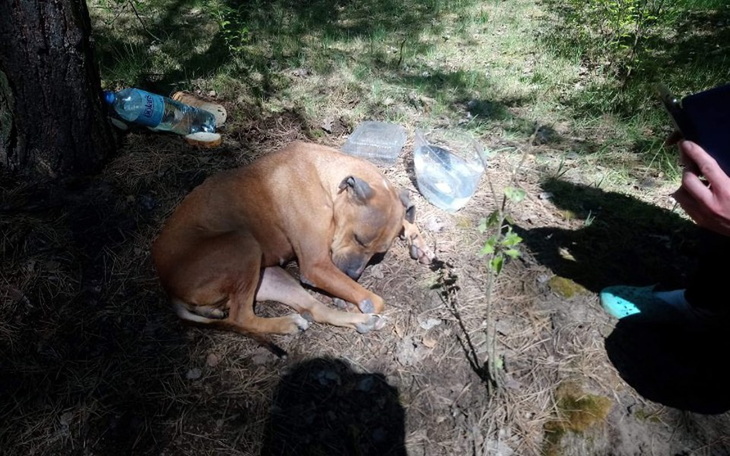 Zbiórka Dla znajdy z lasu - zdjęcie główne