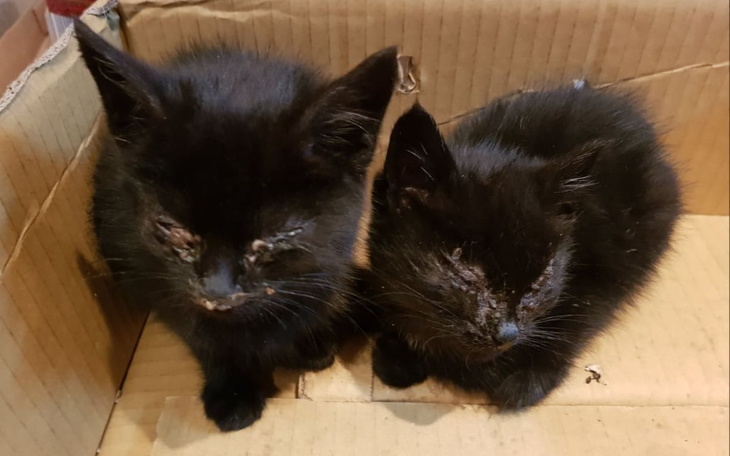 Zbiórka Surowica cenniejsza niż złoto - zdjęcie główne