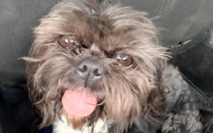 Zbiórka Na psa Terapeute Shih tzu - zdjęcie główne
