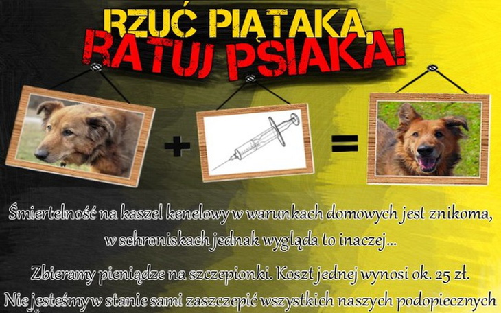 Zbiórka Szczepionki na kaszel kenelowy - zdjęcie główne