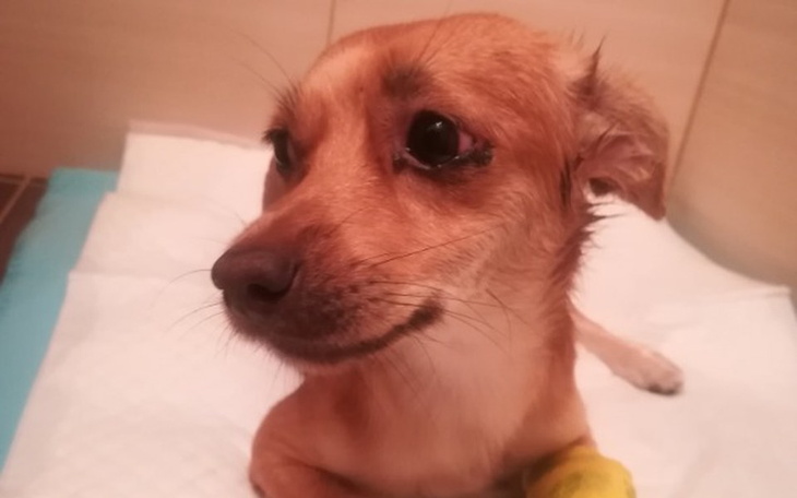 Zbiórka Pusia z okna - zdjęcie główne