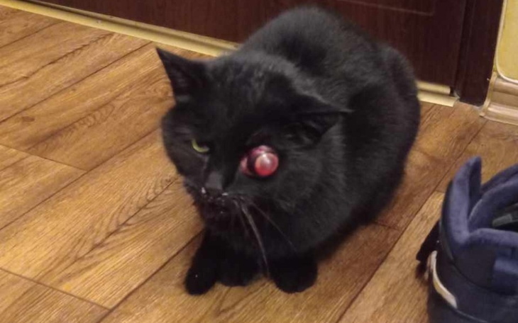 Czarny kot z nietypowym wyglądem, z kulką na oku, siedzi na podłodze.