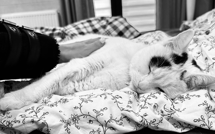 Zbiórka Żółtaczka wątrobowa_ Demon 9 lat - zdjęcie główne