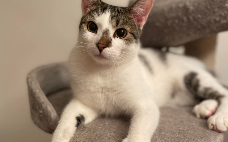 Zbiórka Leczenie kotów w kociarni - zdjęcie główne