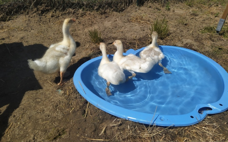 Zbiórka Popluskajmy się - oczko wodne - zdjęcie główne