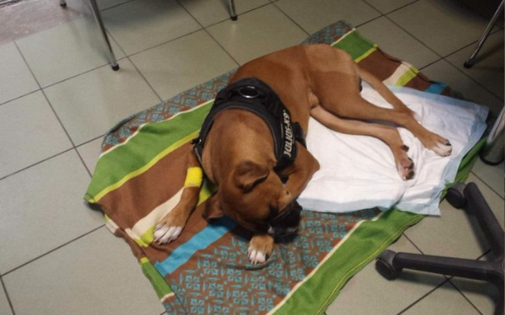 Zbiórka Operacja dysplazji stawu biodrow - zdjęcie główne