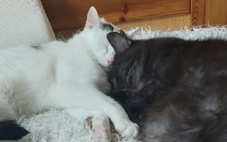 Zbiórka Wygrać z kostuchą - zdjęcie główne