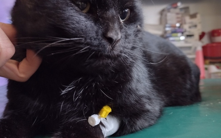 Zbiórka Chory bezdomny kocurek - zdjęcie główne