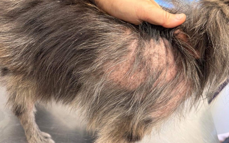 Zbiórka Zaniedbana szpicka prosi o pomoc - zdjęcie główne