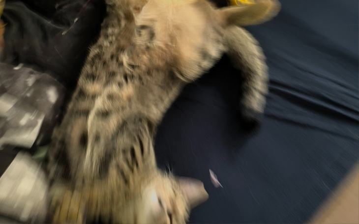 Zamglone zdjęcie kota leżącego na plecach.