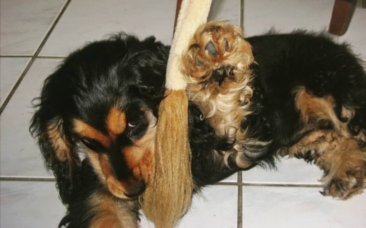 Zbiórka Dla czworonożnych pupili <3 - zdjęcie główne