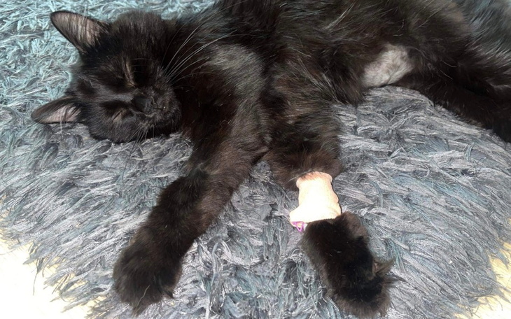 Czarny kot śpiący na miękkim dywaniku.