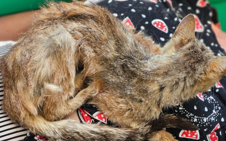 Chory kotek leżący na kolanach, z widocznymi problemami zdrowotnymi.