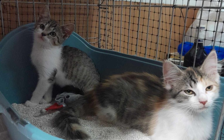 Zbiórka Panleukopenia - największy wróg. - zdjęcie główne