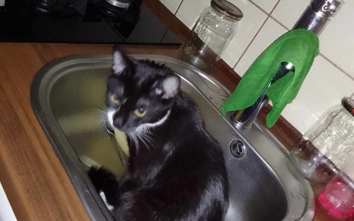 Zbiórka na ciepły posiłek i koty - zdjęcie główne