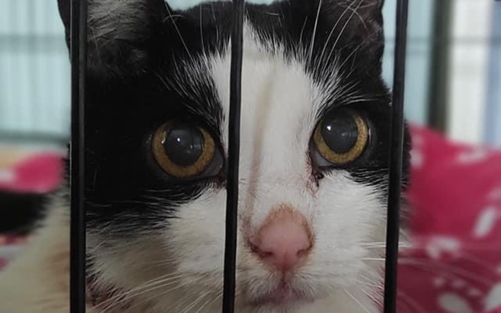 Zbiórka NiewidomaLulaZGuzamiSOS - zdjęcie główne