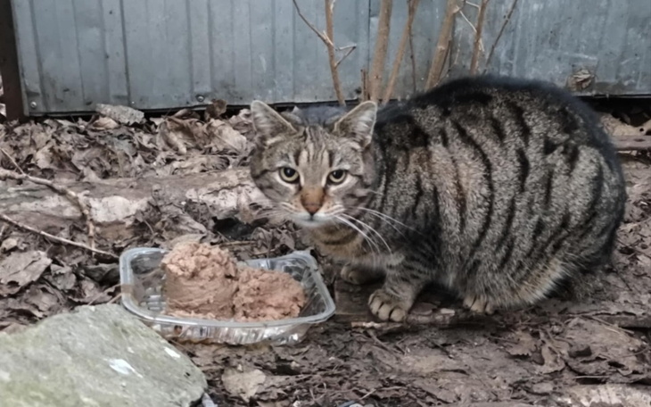 Kot siedzący obok miski z jedzeniem, w otoczeniu liści.