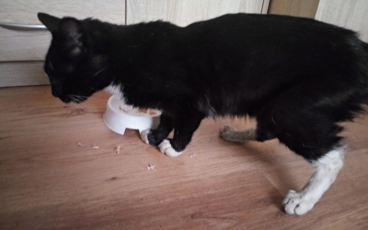 Zbiórka Dla kocurka w potrzebie - zdjęcie główne