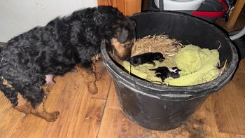 Zbiórka Ratunek dla zamarzających psów - miniaturka zdjęcia