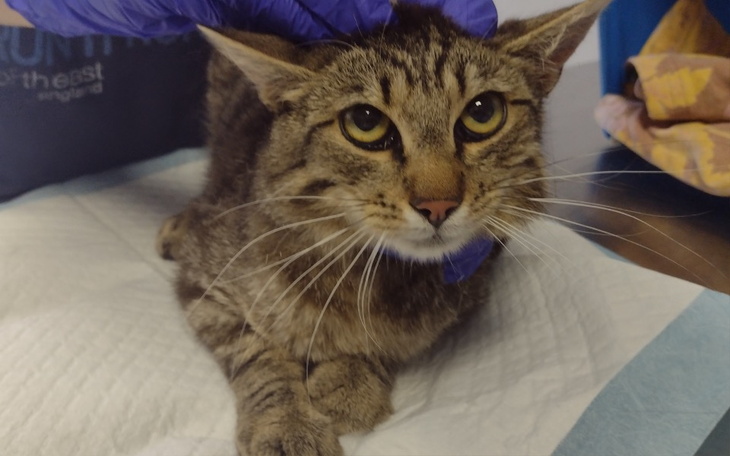 Zbiórka Halicz - zdjęcie główne