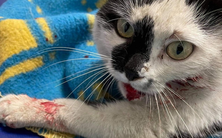 Zbiórka Kilkukrotnie przejechany kot - zdjęcie główne