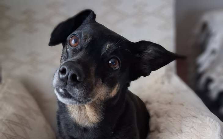 Czarny pies z ciekawym wyrazem twarzy, siedzący na kanapie.