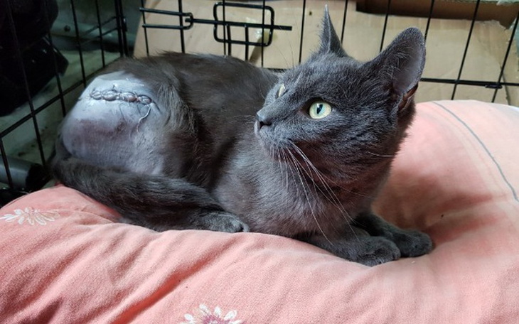 Zbiórka Dla Gruchotka - zdjęcie główne