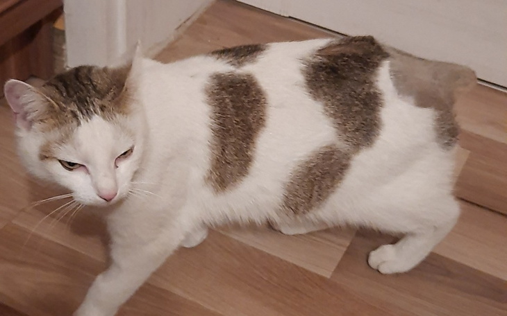 Kot o białym futrze z brązowymi plamami, spacerujący po podłodze.