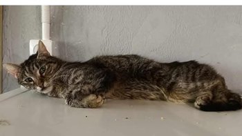 Zbiórka Ratujemy Koty - miniaturka zdjęcia